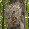 Big Hornets Nest-123.jpg