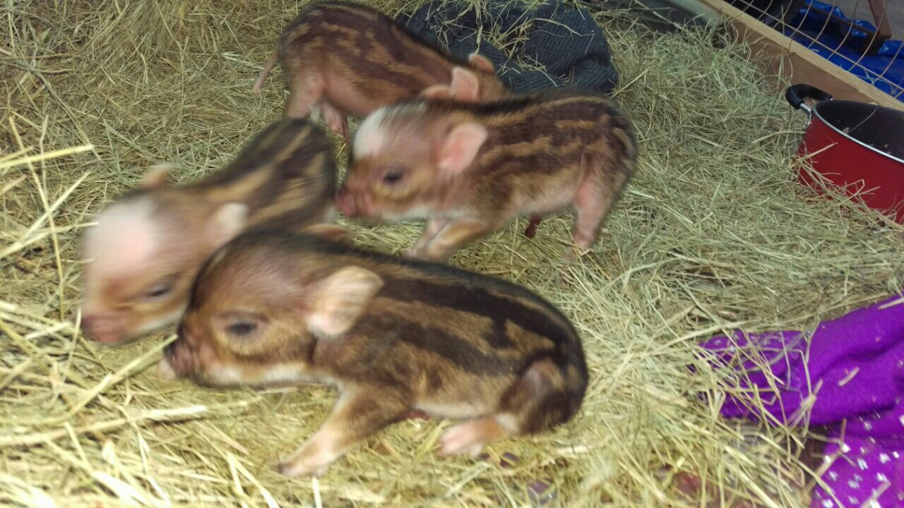 Baby chipmunk pig's born today. - Diesel Bombers