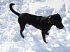 Let's See Those Dogs!-snow-dog-2-.jpg